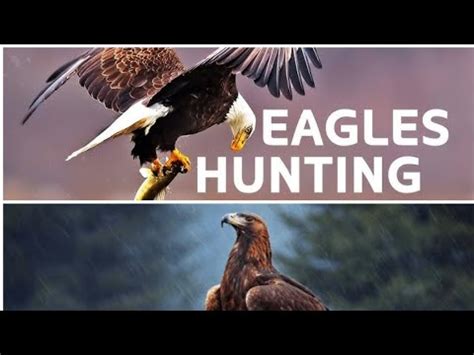 what is the physical sign of an eagle hunting|The Incredible Hunting Techniques of Eagles .